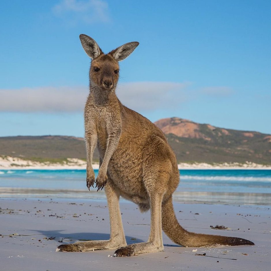 Австралия кенгуру Дикие
