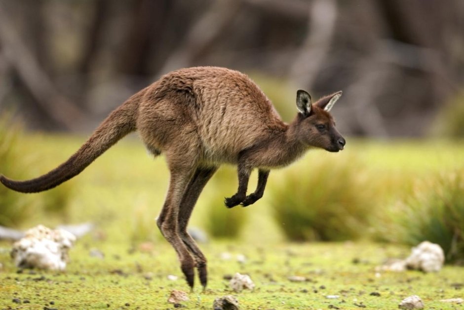 Фото кенгуру в хорошем качестве