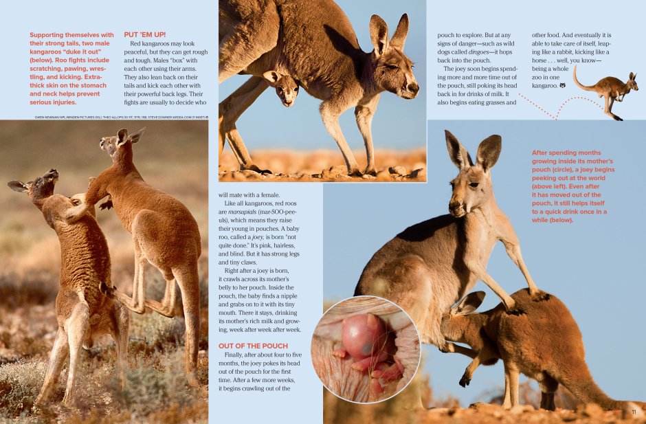 Фурри кенгуру