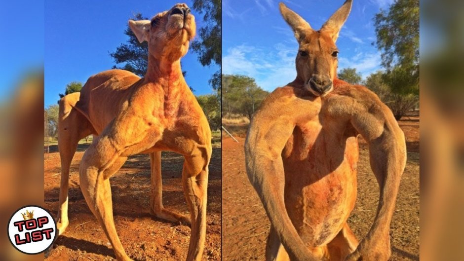 Самый мускулистый кенгуру Роджер