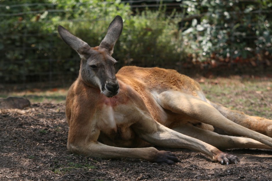 Male Kangaroos перевод