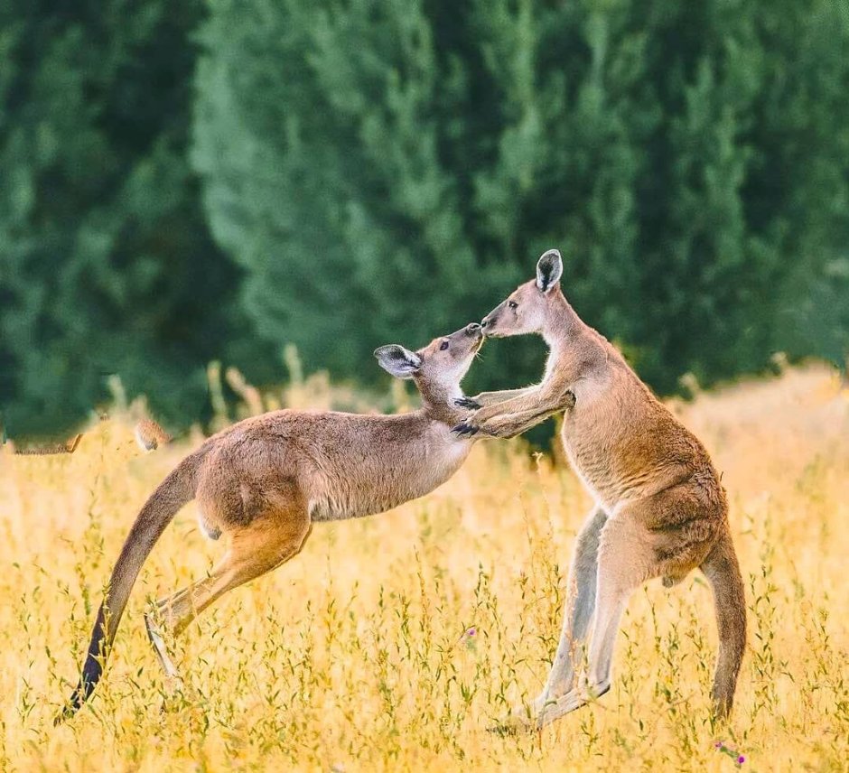 Милый Кенгуренок