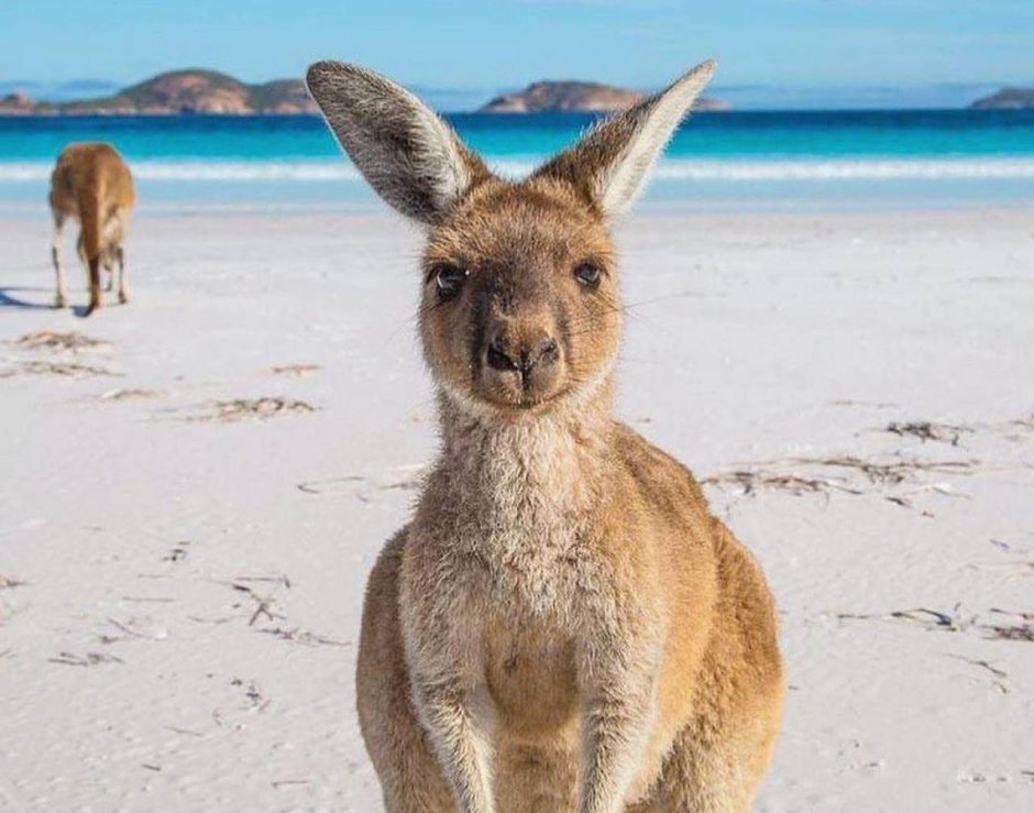 Кенгуру Роджер