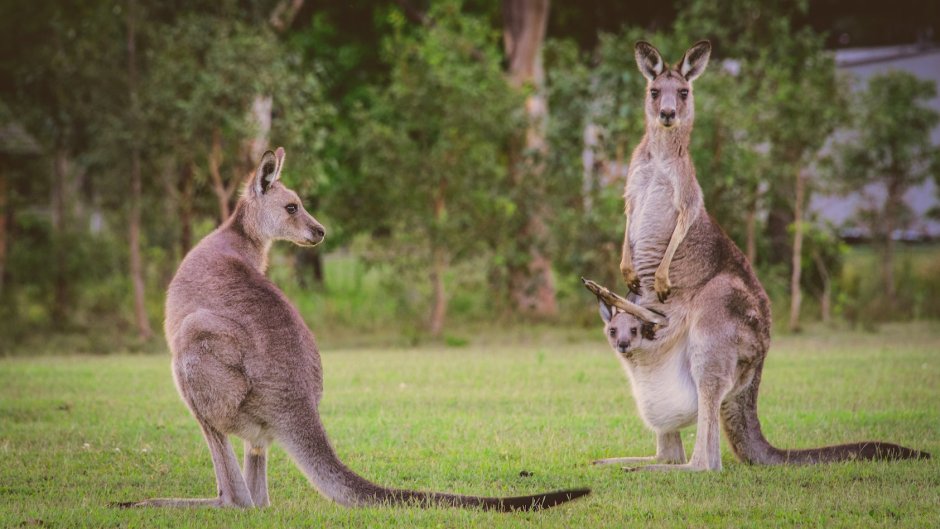 Кенгуру Маклея