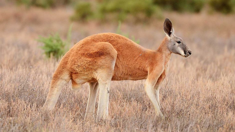Самец кенгуру спаривание