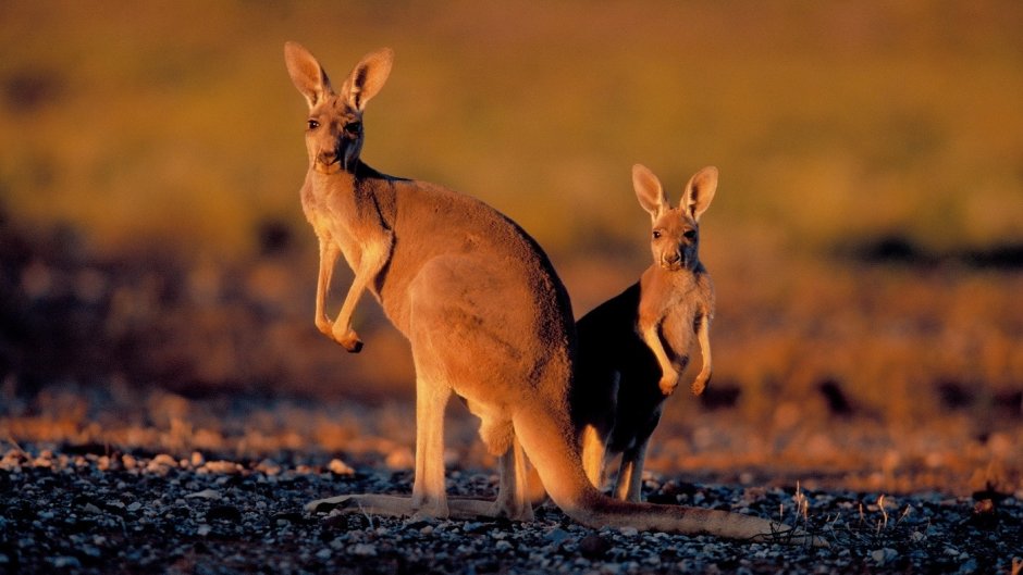 Прыткий валлаби
