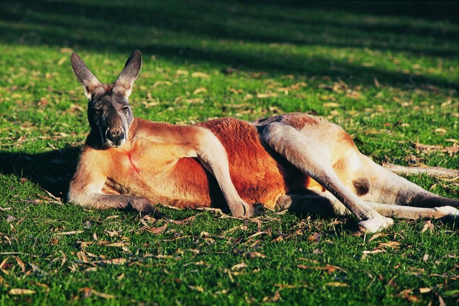 Сумчатые кенгуру