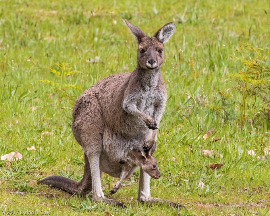 Животные Австралии Кен