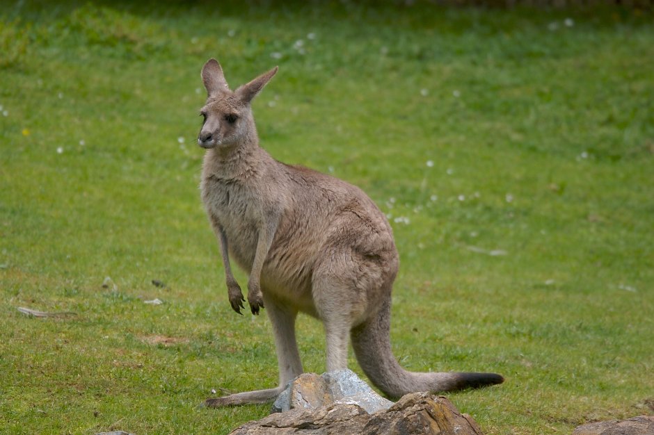 Орган самца кенгуру валлаби