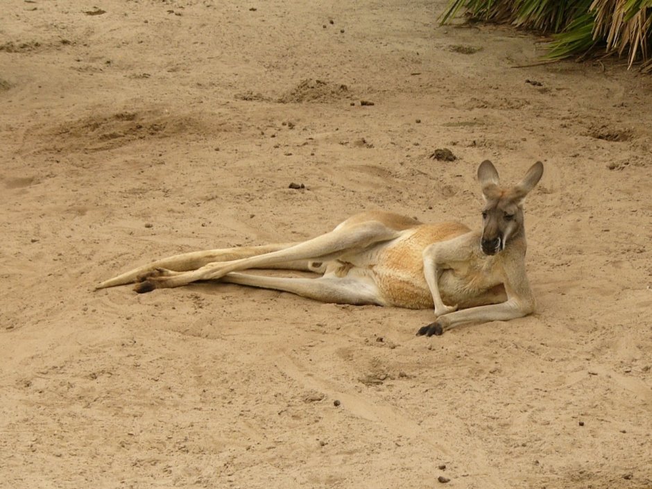 Внешнее строение кенгуру