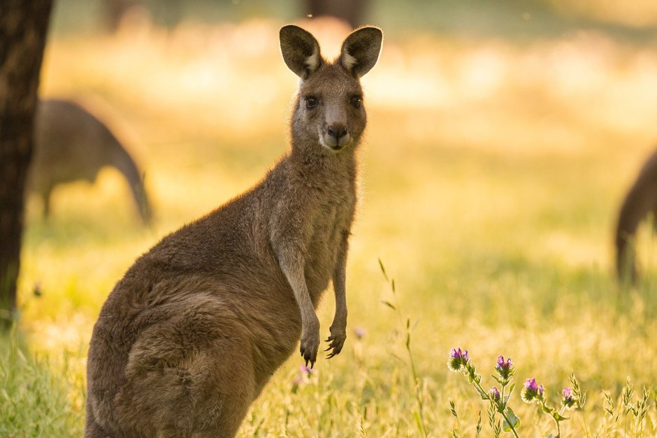 Животные пустыни Австралии кенгуру