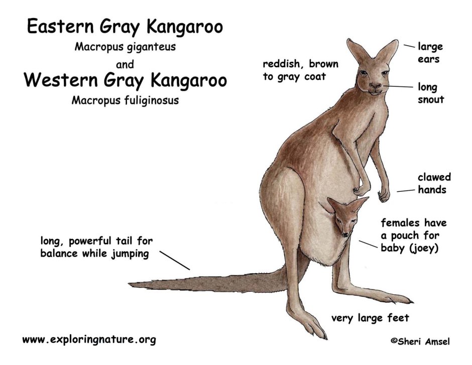 Buff Kangaroo