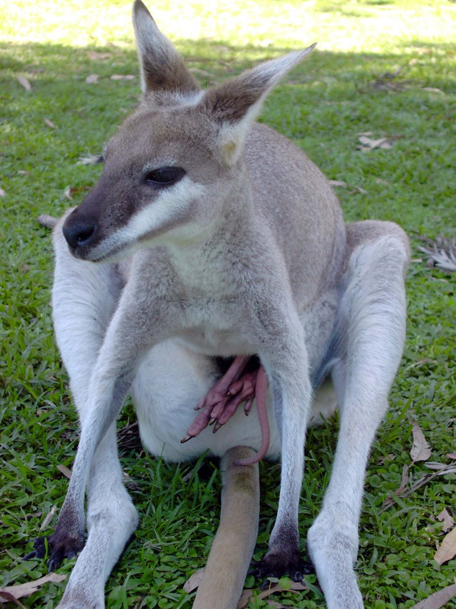 Кенгуру в Австралии