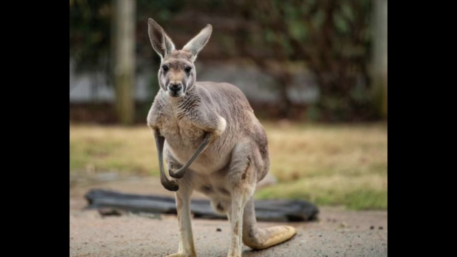 Пинтерест Австралия