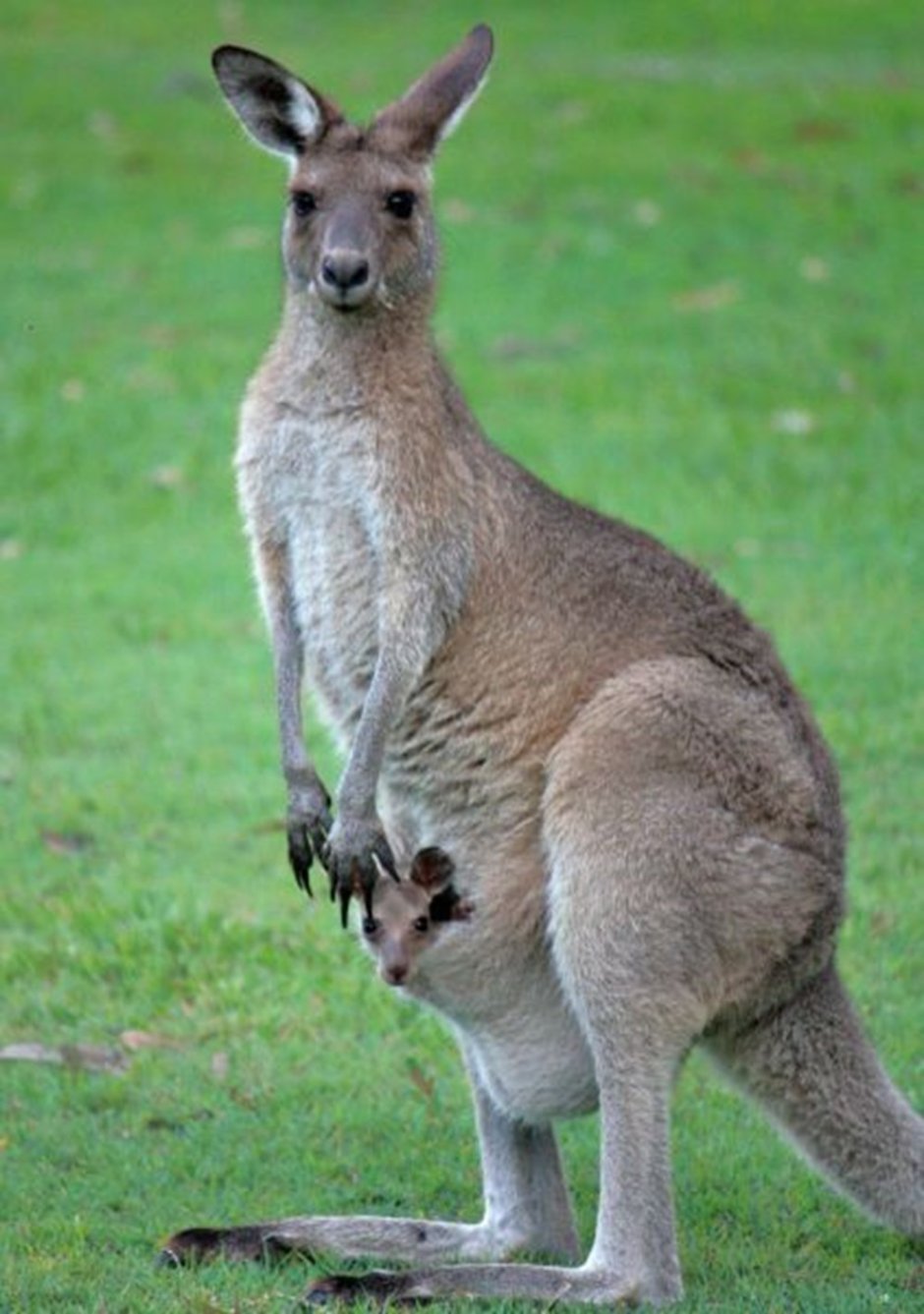 Серый кенгуру