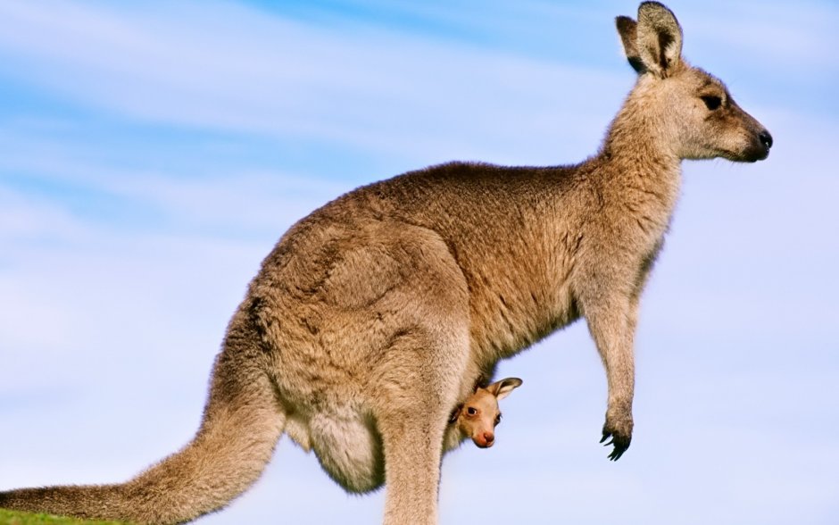 Кармашек кенгуру