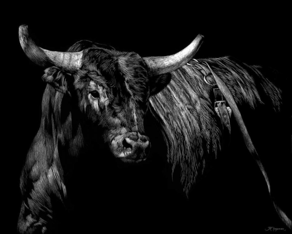 Bulls надпись