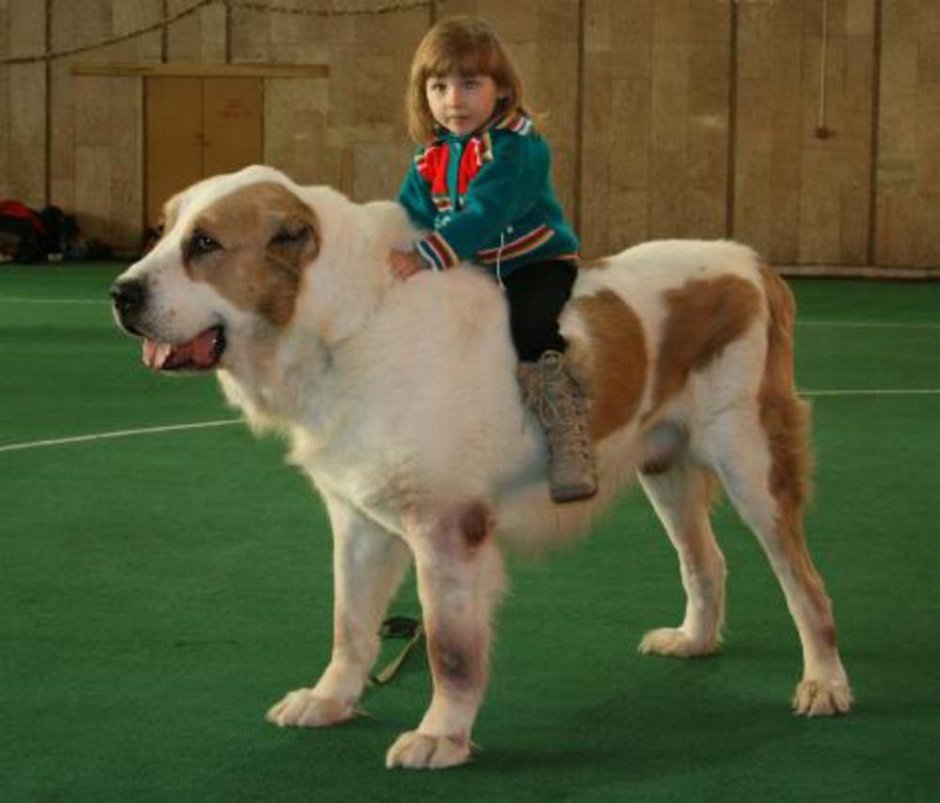 Алабай лапы