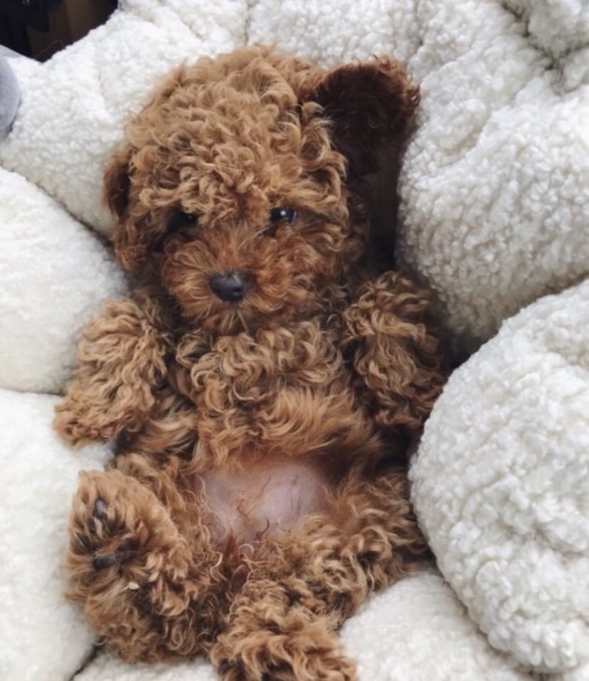 Мальтипу у Светланы Бондарчук