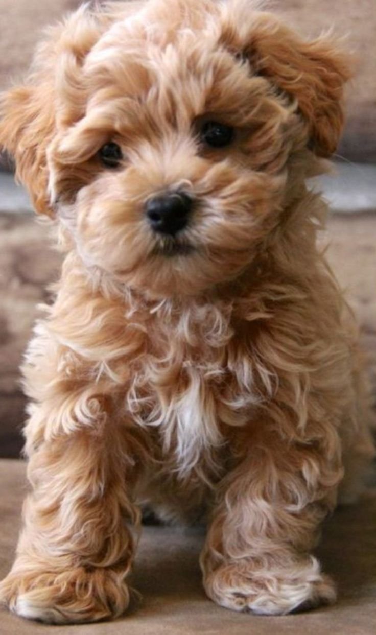 Мальтипу кокапу Кавапу