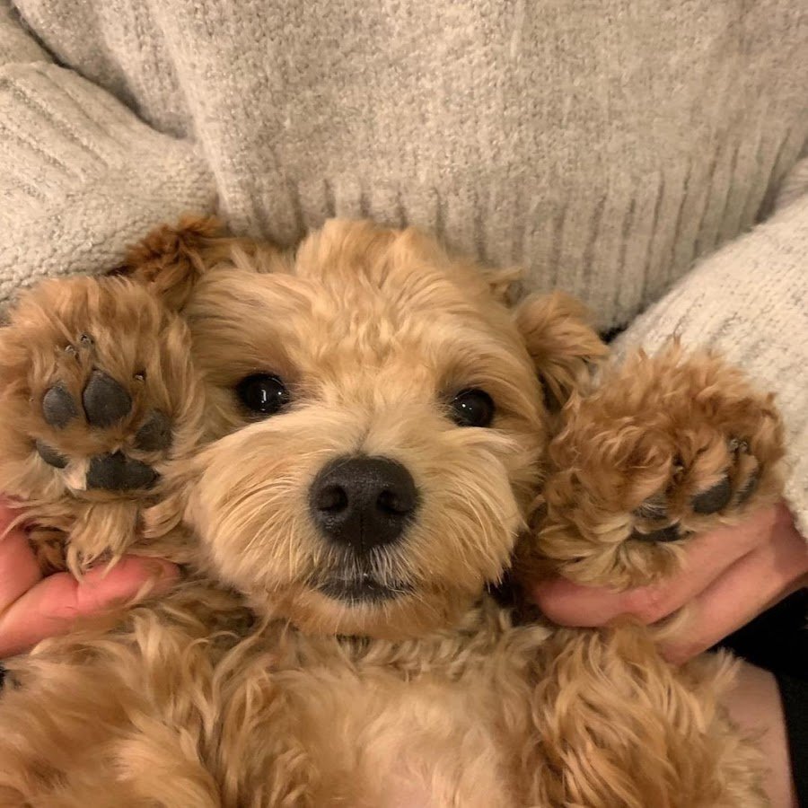 Что такое мальтипу ф1 Корея