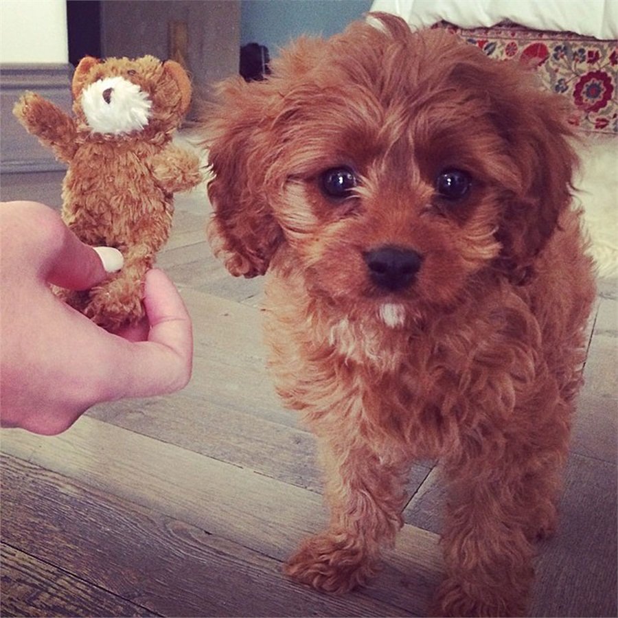 Карликовый пудель мальтипу