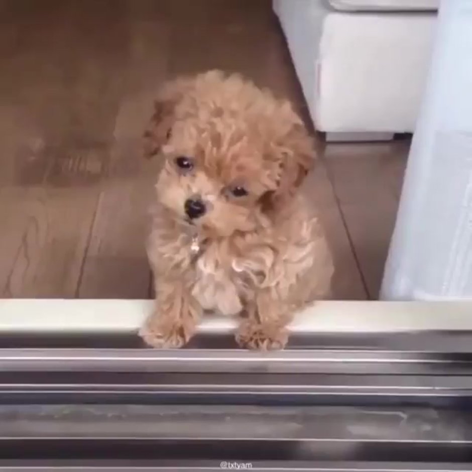 Мальтипу Стэндаперши