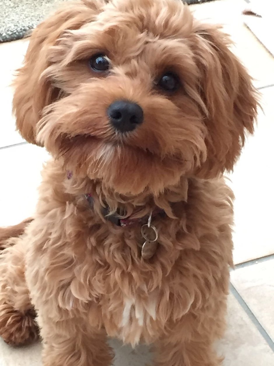 Собачка Кэти Перри