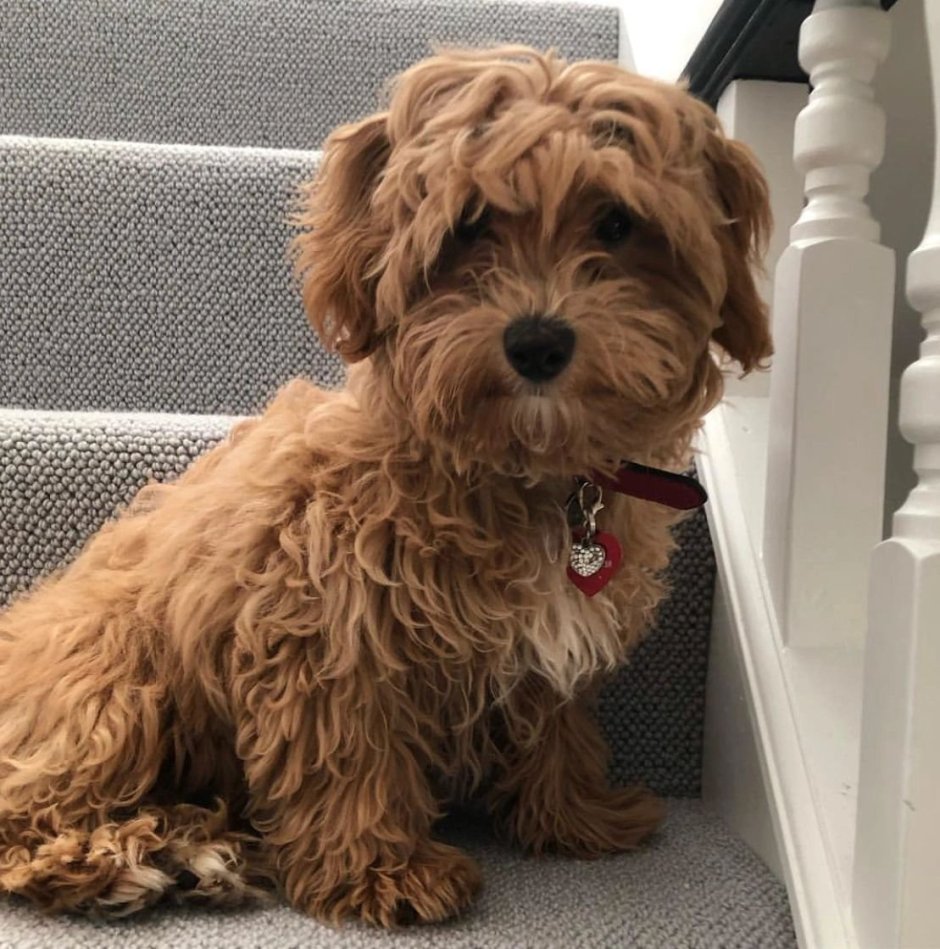 Мультипип собака порода