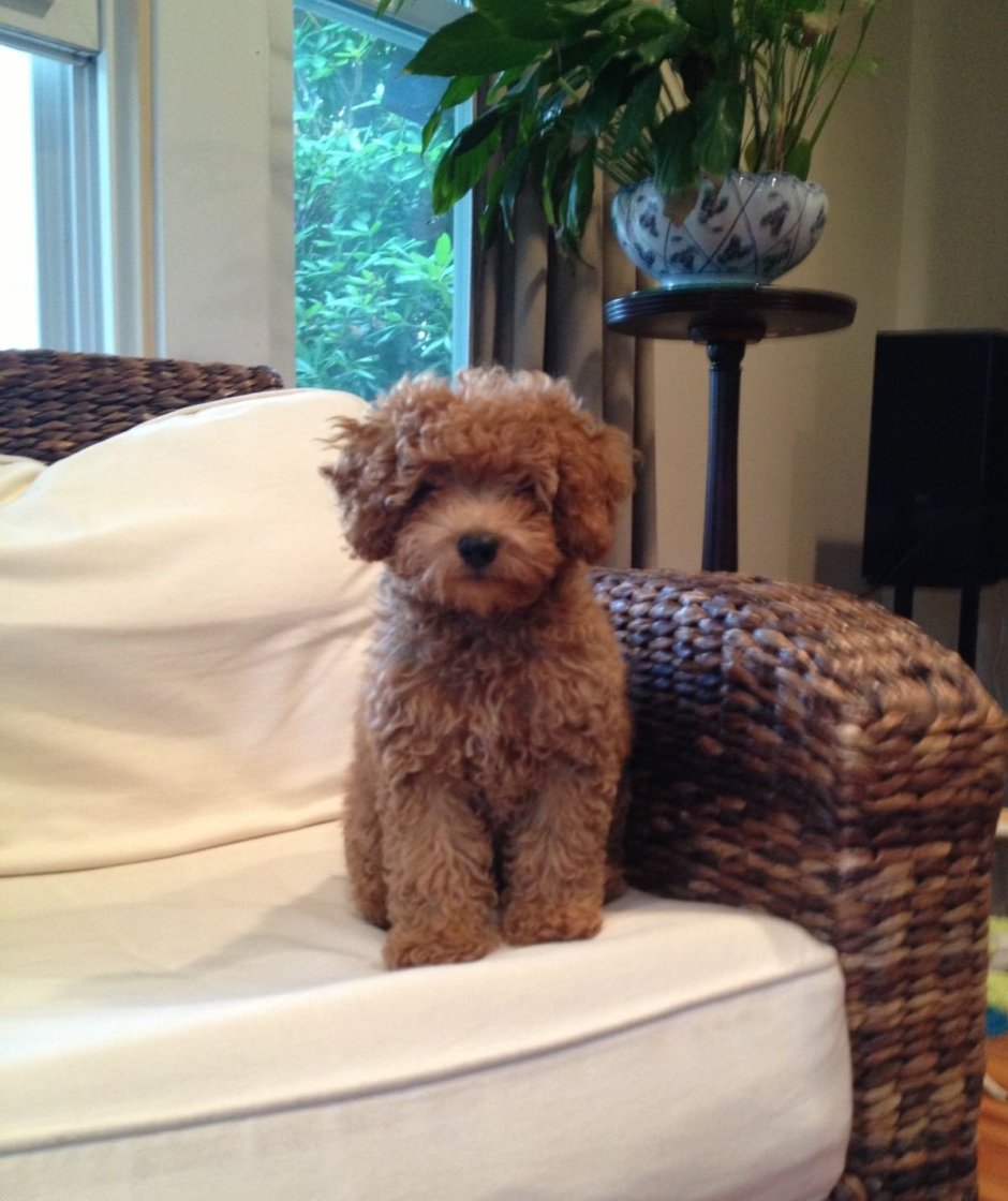 Карликовый пудель мальтипу