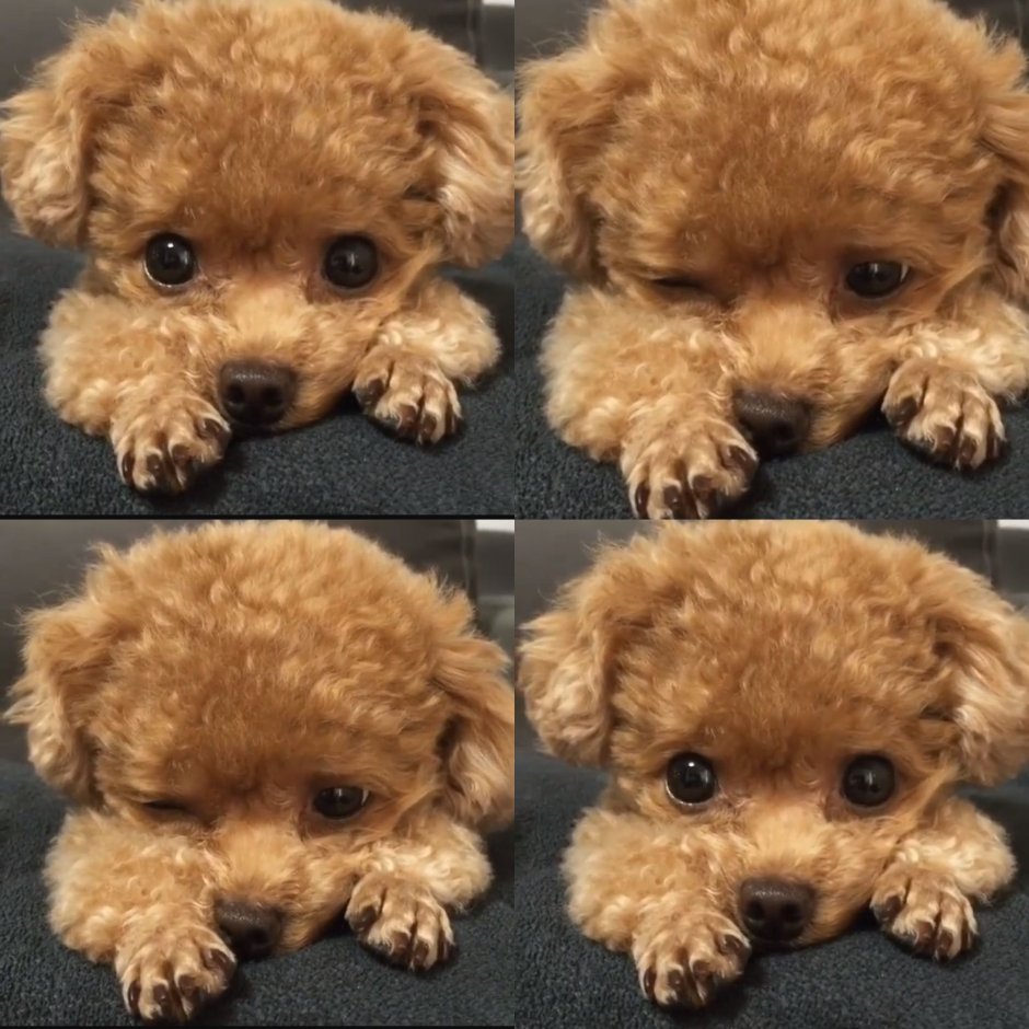 Мальтипу спаниель