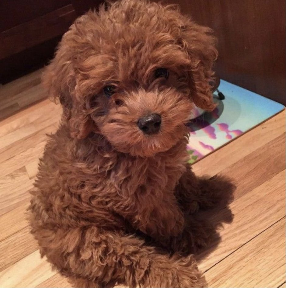 Той пудель мальтипу