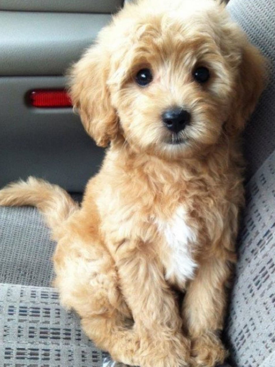 Мальтипу рыжий