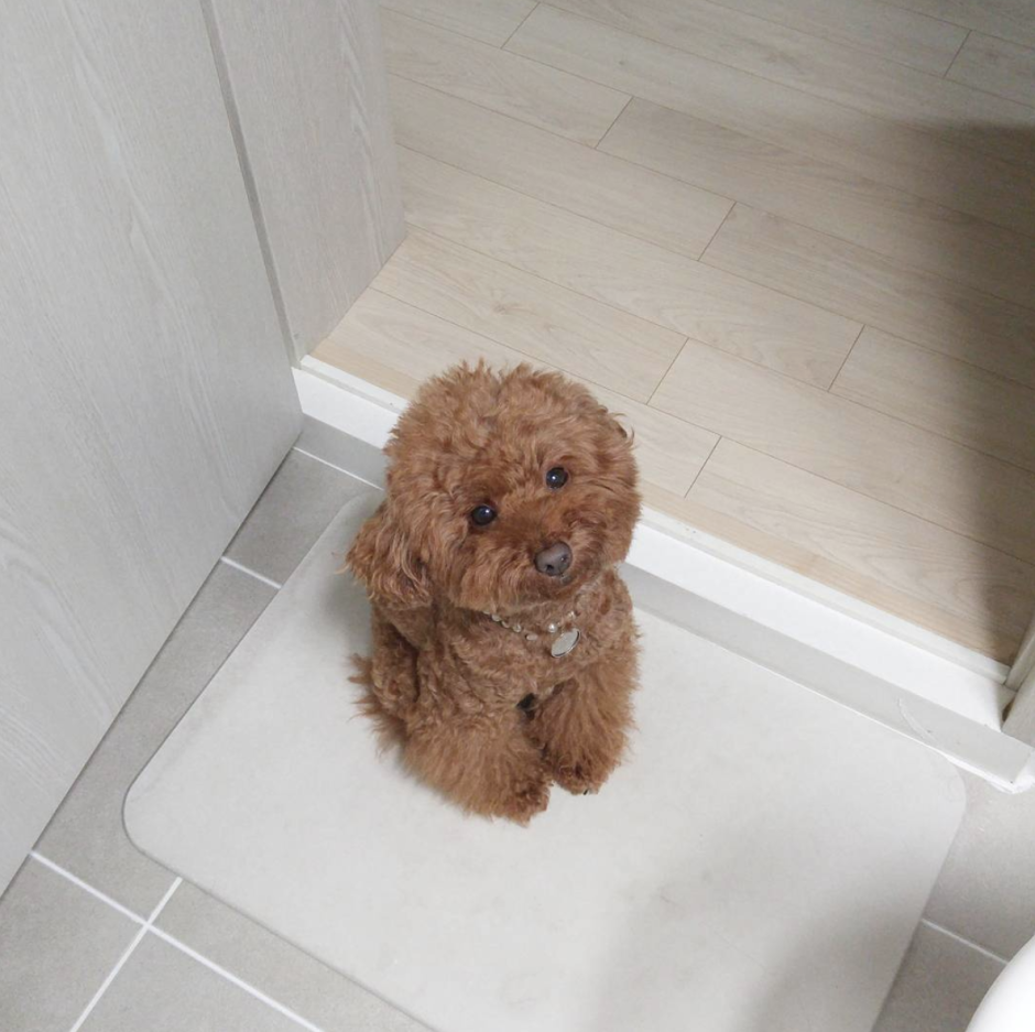 Щенки мальтипу Тедди