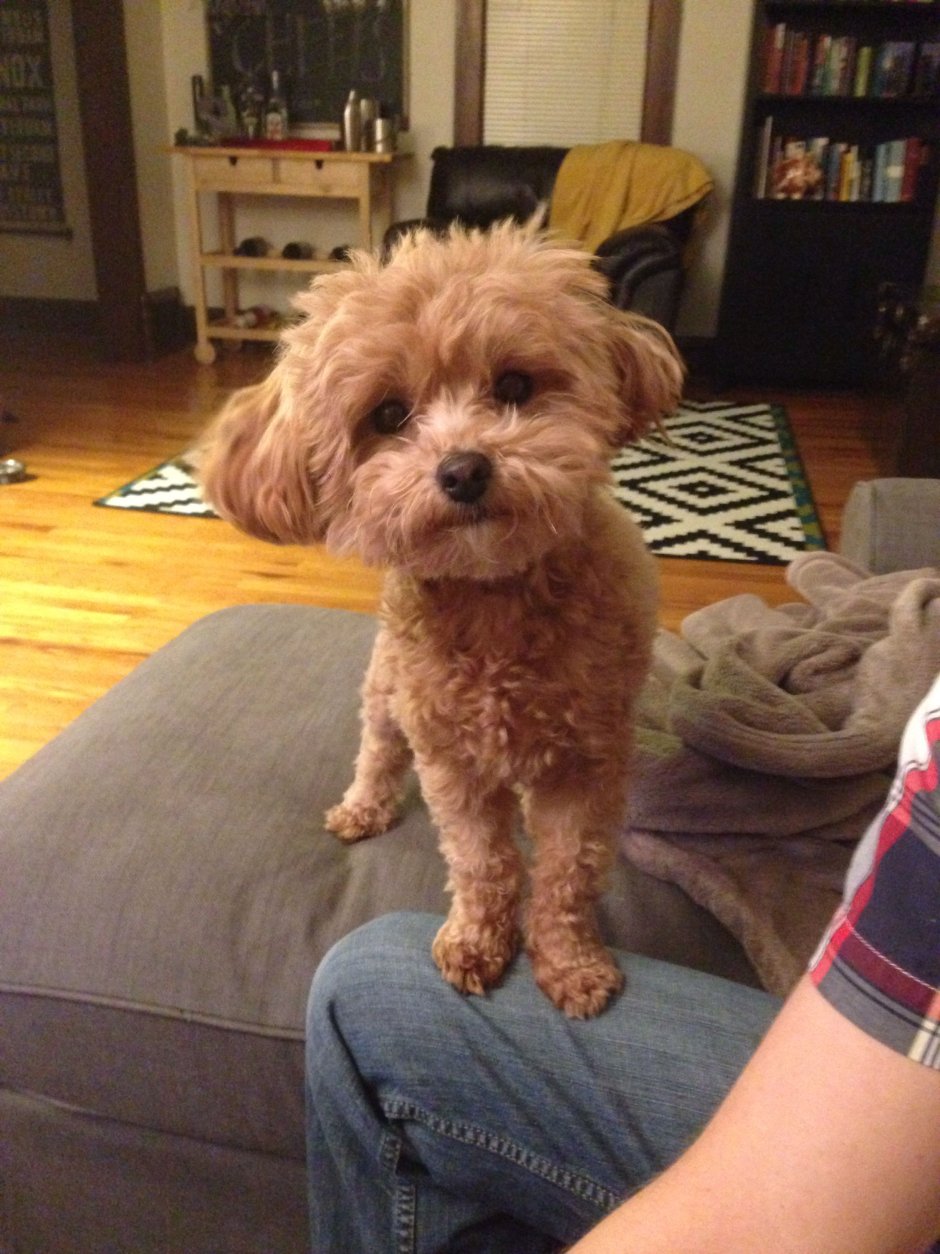 Пудель мальтипу