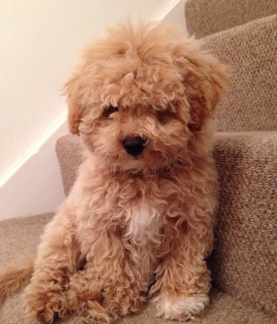 Пудель Бишон фризе коричневый