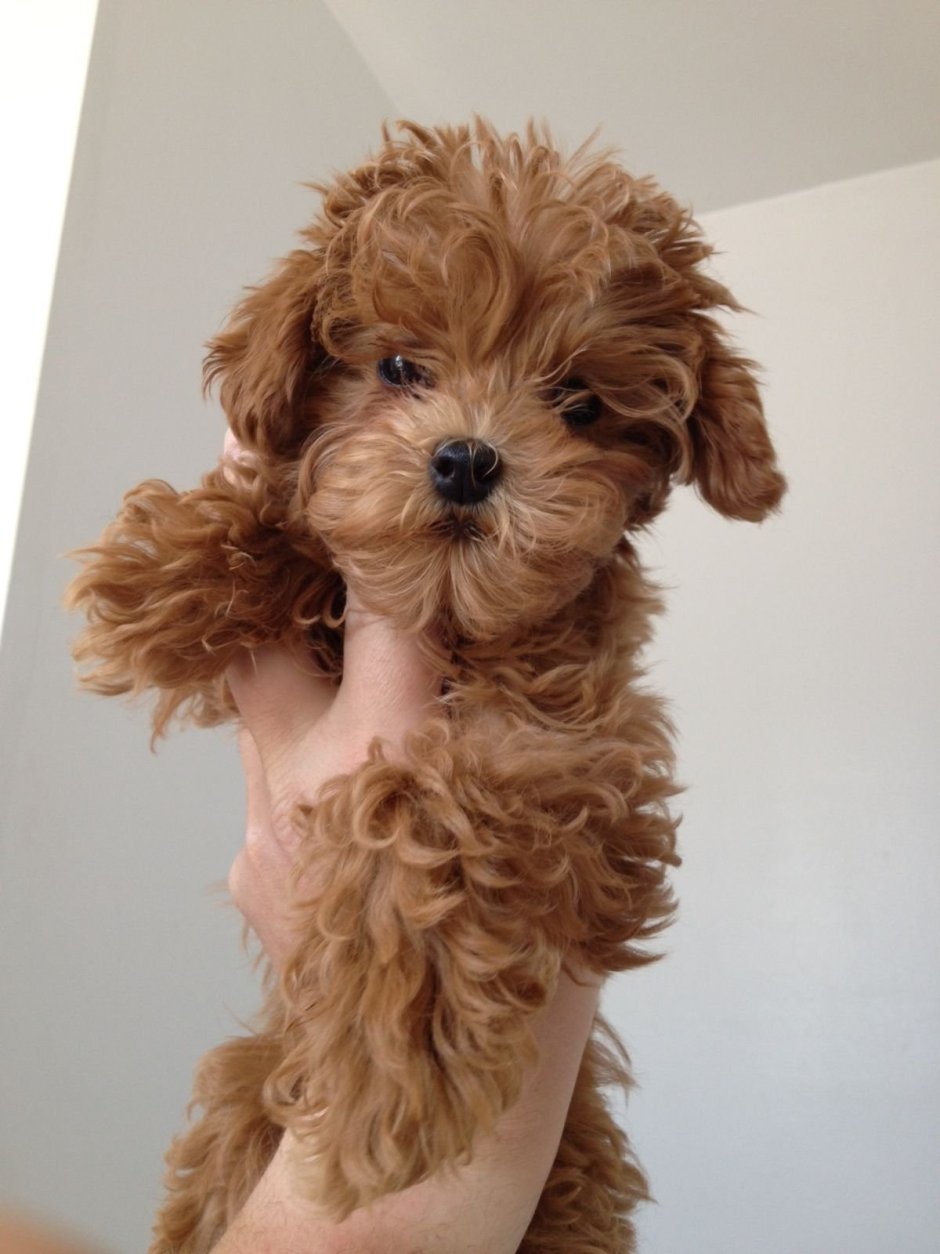 Карликовый пудель Тедди