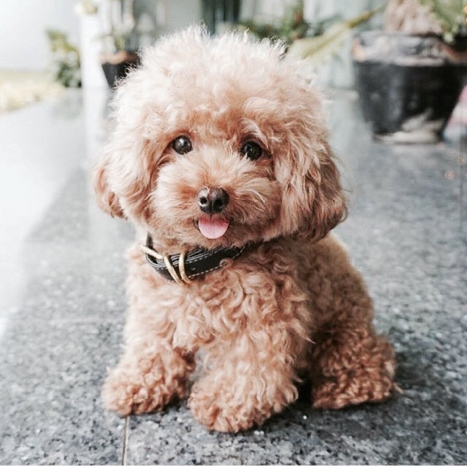 Тедди пудель мальтипу