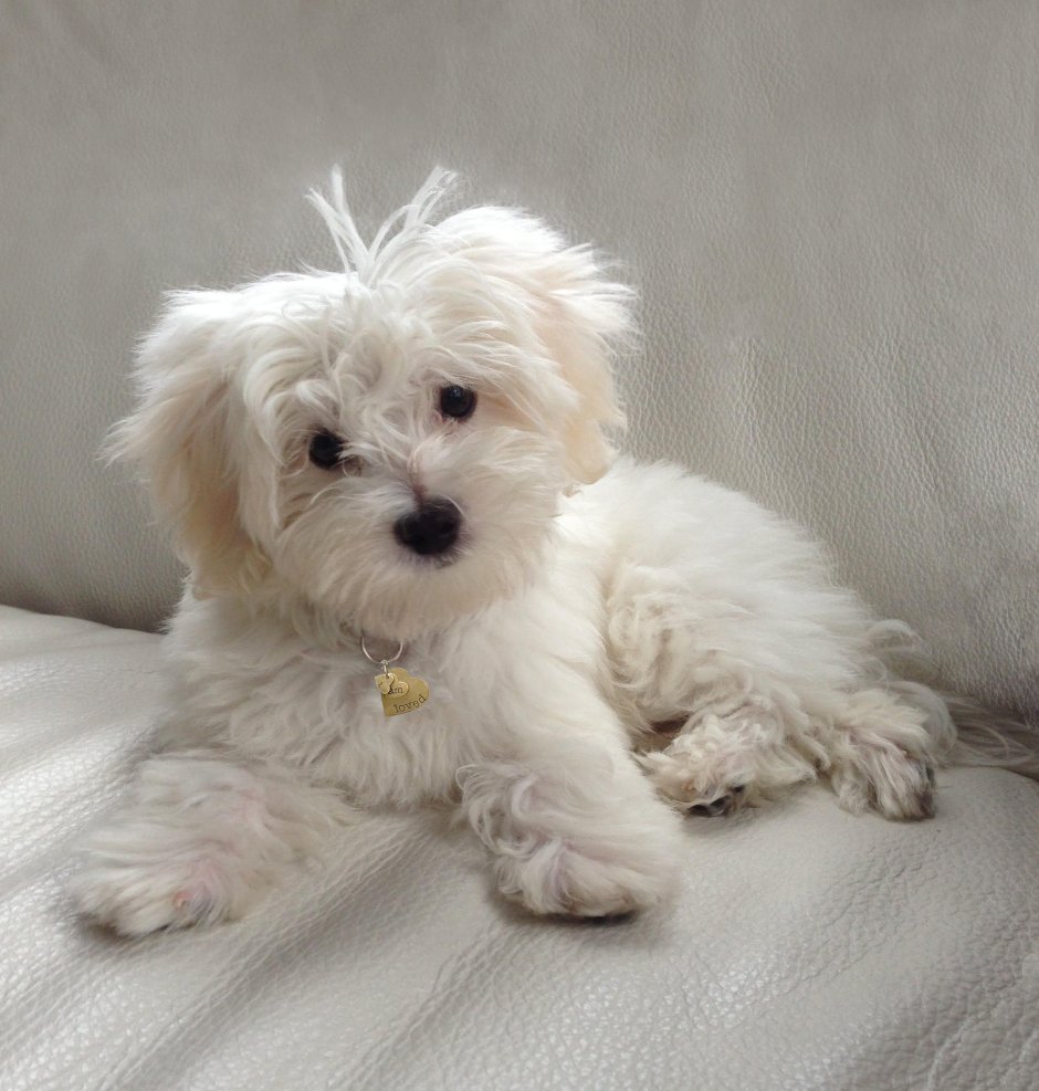 Тедди пудель мальтипу