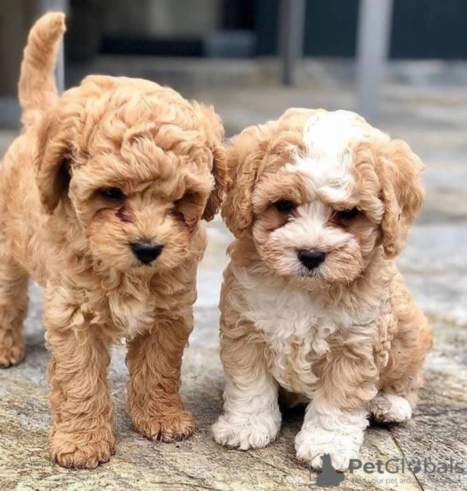 Мальтийская болонка мальтипу