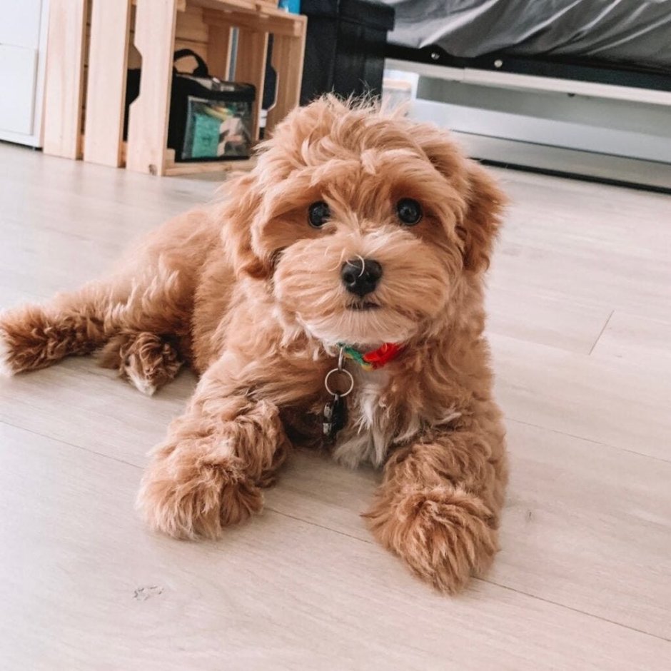 Карликовый пудель мальтипу