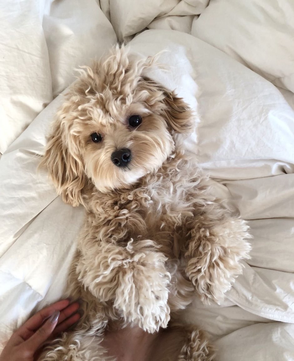 Мальтипу собака мини