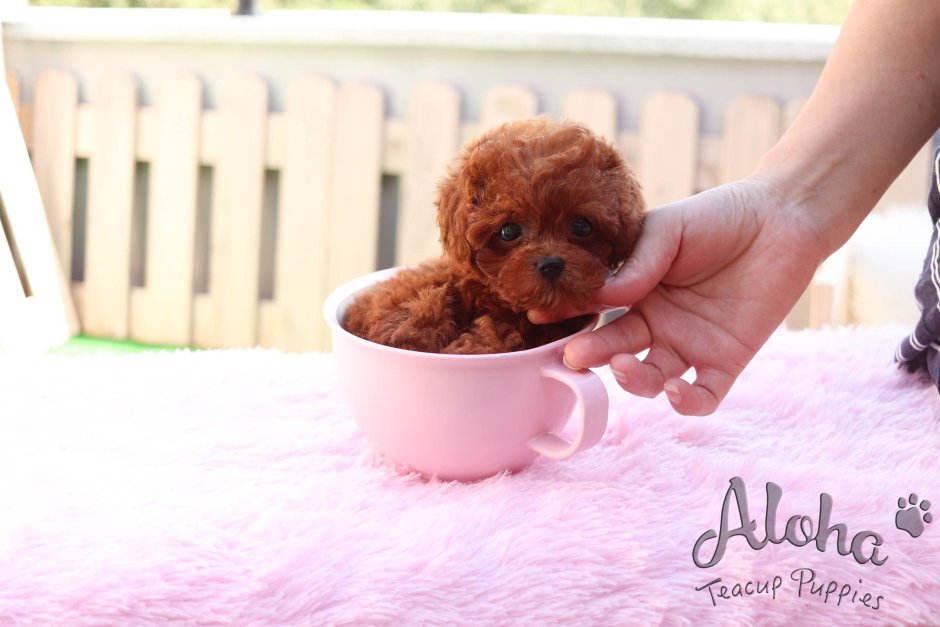 Той пудель мальтипу