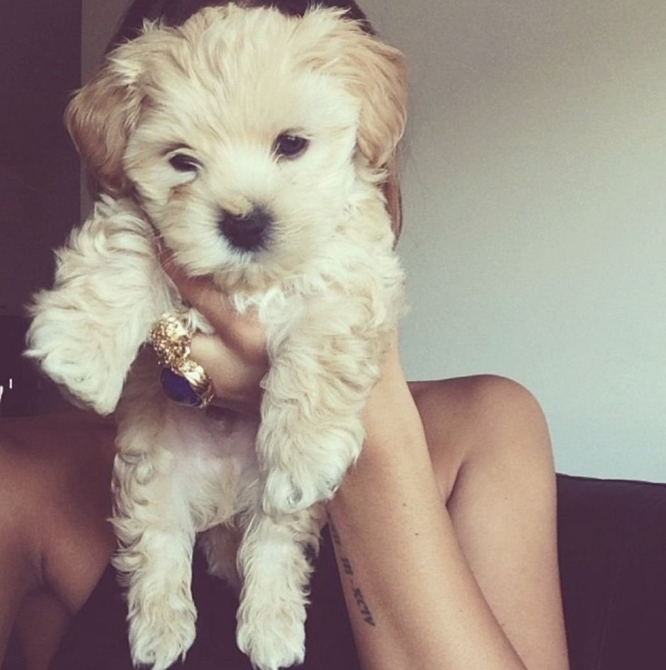 Мальтипу альбинос