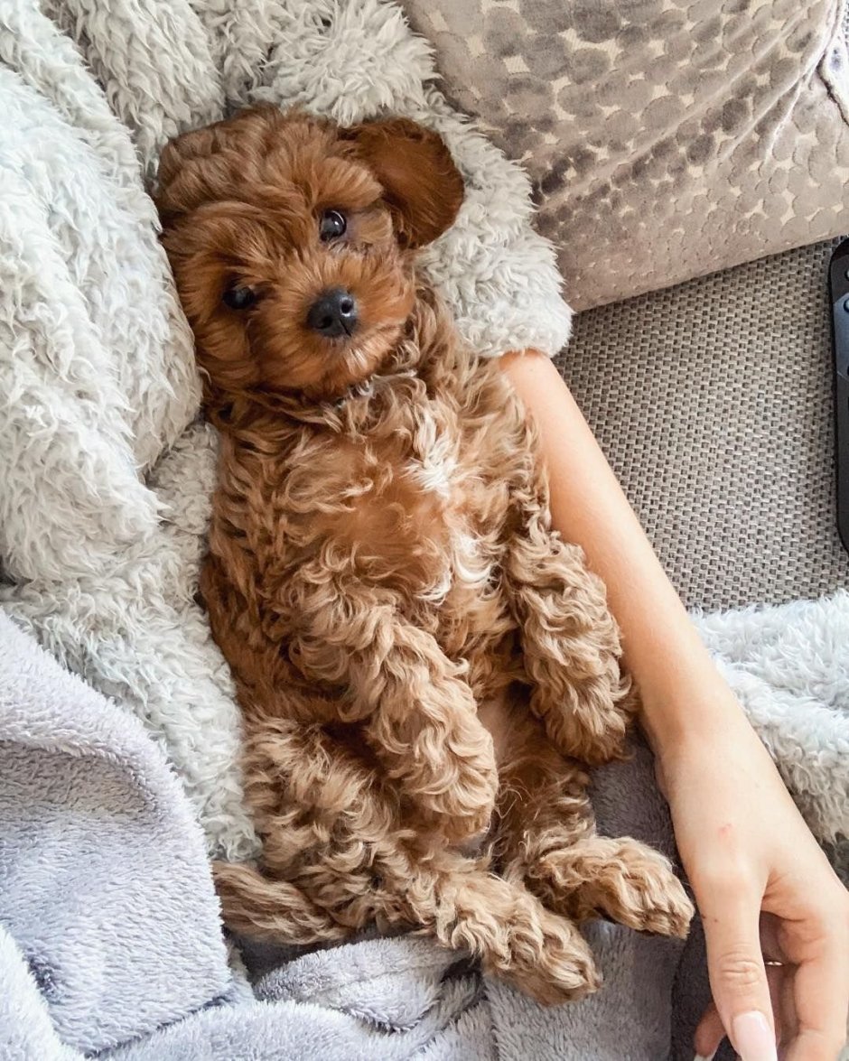 Мини пудель мальтипу