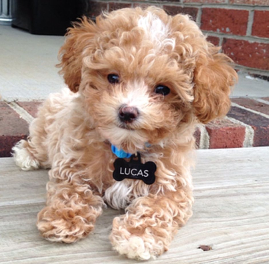 Пудель кокапу