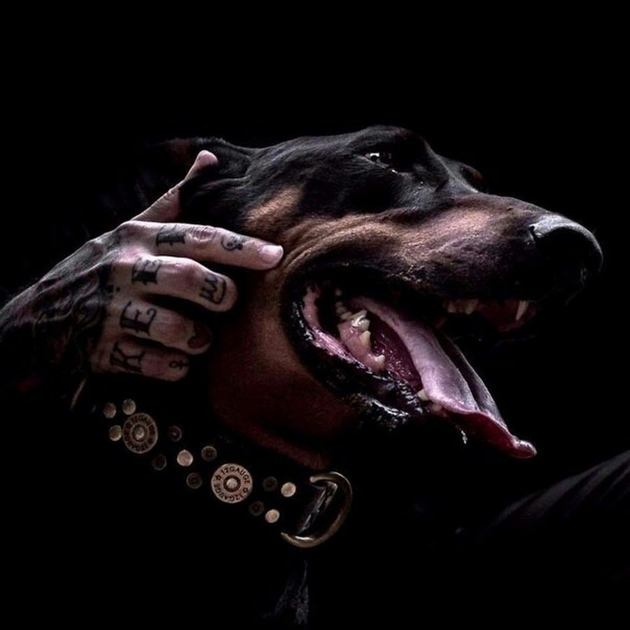 Черная немецкая овчарка скалится