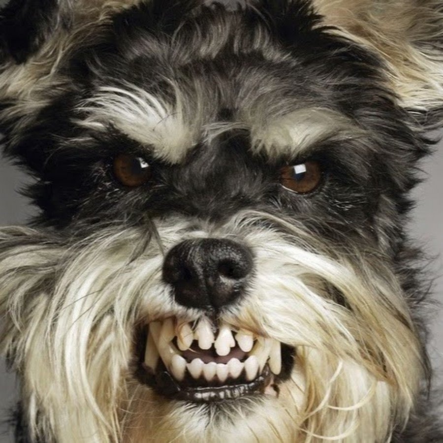 Овчарка скалится