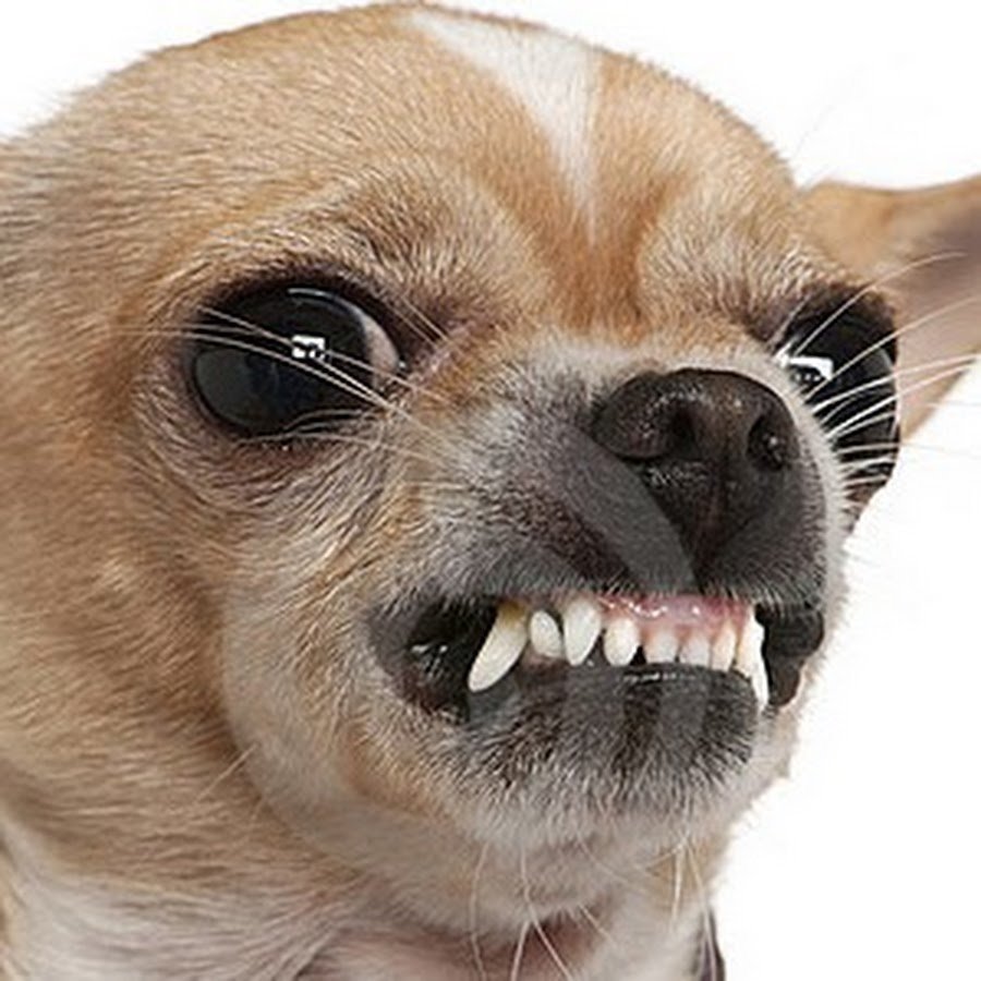 Бультерьер офник