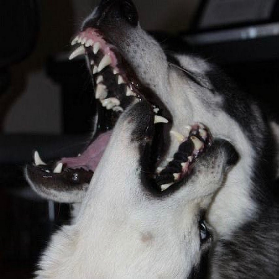 Собака овчарка немецкая злая